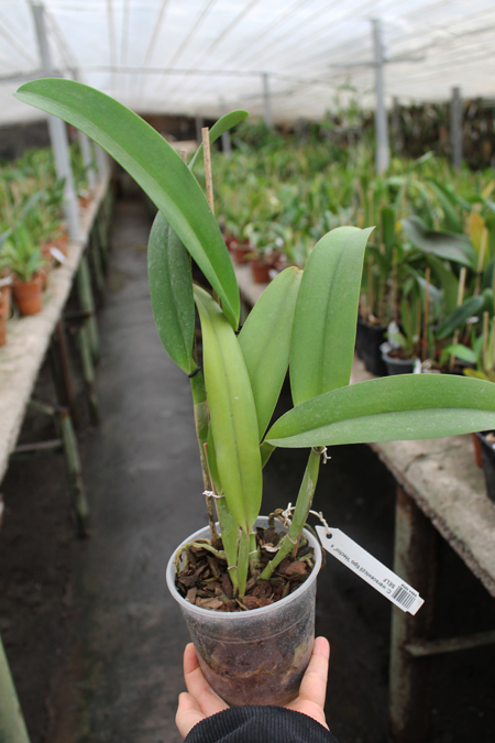 Cattleya warscewiczii tipo 'Hector' x SELF.jpg