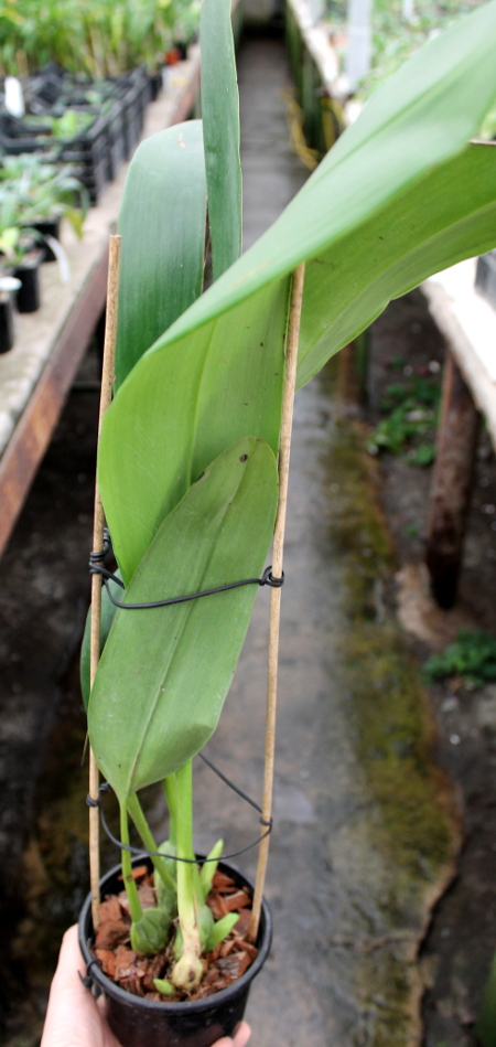 Maxillaria dillonii.JPG