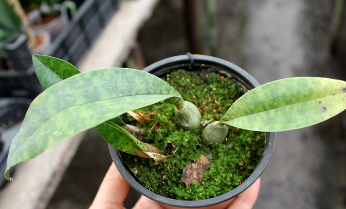 Oeceoclades maculata.JPG