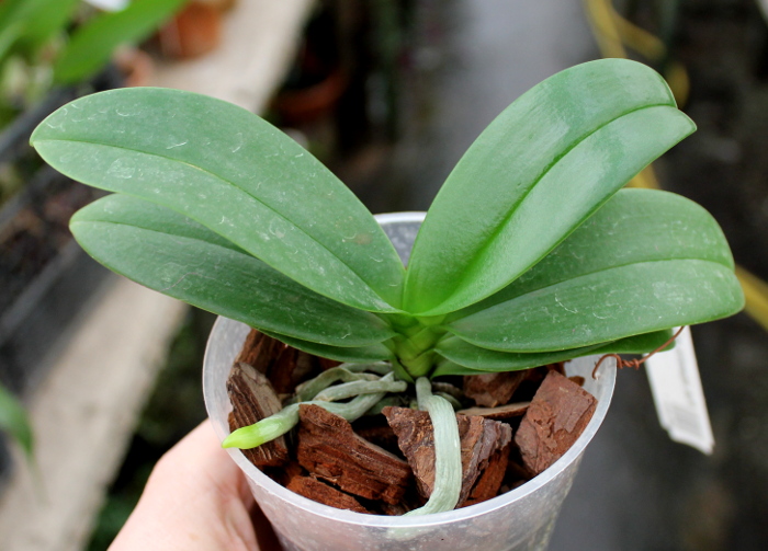 Phalaenopsis equestris alba.JPG