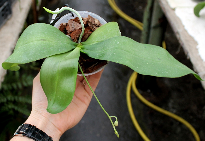 Phalaenopsis lindenii x javanica.JPG