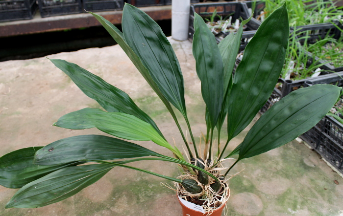 Stanhopea connata.JPG