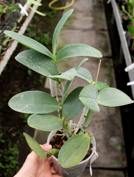 Cattleya violacea.JPG