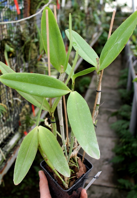Cattleya intermedia.JPG