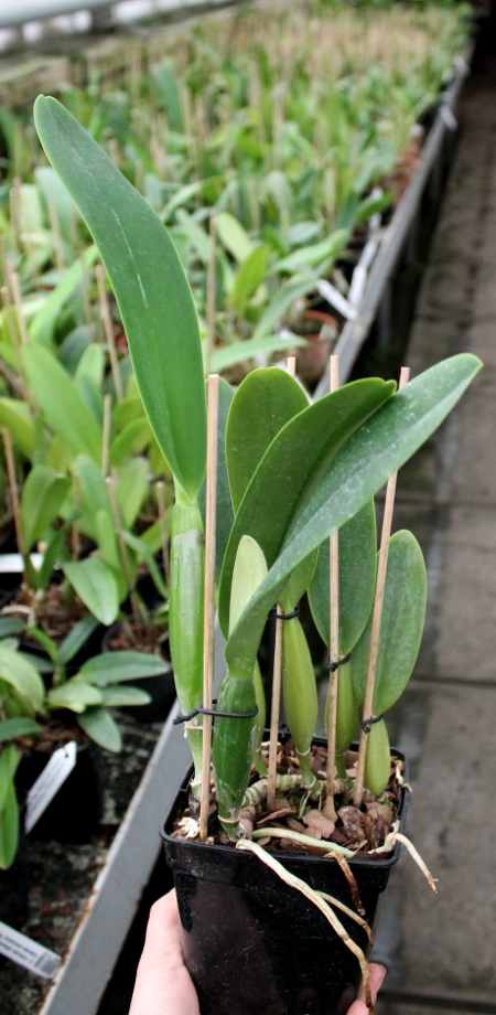 Cattleya trianae 'Junio' (12-8) x Cattleya trianae 'Sangre de Toro II' (25-8).JPG