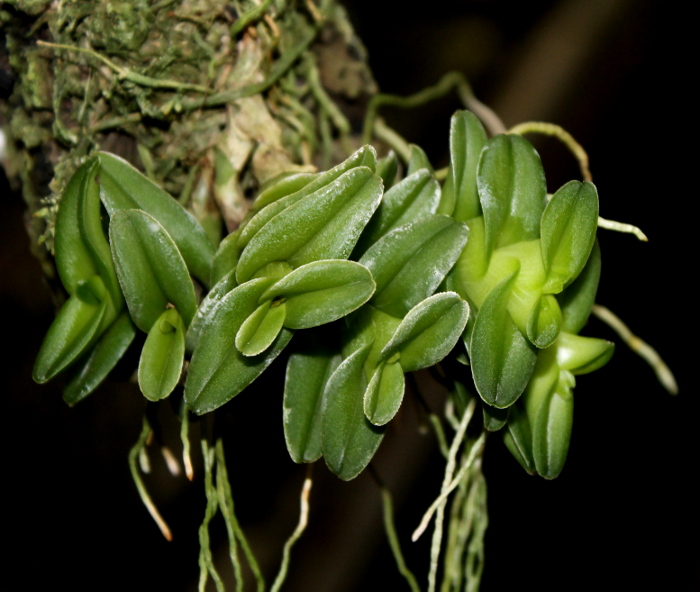 Epidendrum Gonzalez Tamayoi.JPG