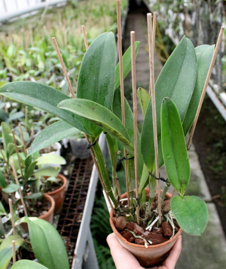 Cattleya violacea x Cattleya gigas var. sanderiana.JPG