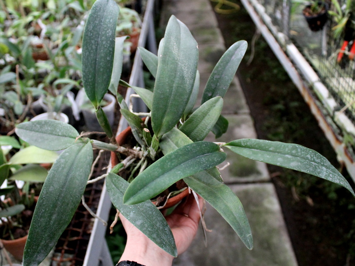 Laelia xanthina x Cattleya schilleriana.JPG