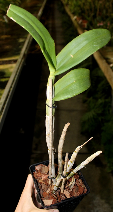 Dendrobium Lady Pink x King Dragon.JPG