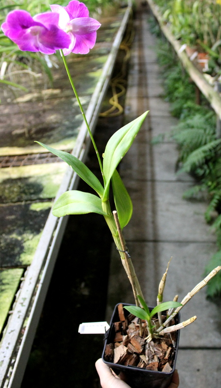 Dendrobium Lady Pink x King Dragon2.JPG