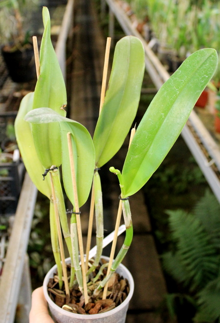 Cattleya Dominiana (intermedia var. coerulea x maxima var. coerulea 'Hector').JPG