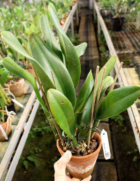 Brassolaeliocattleya Tubtim Siam.JPG