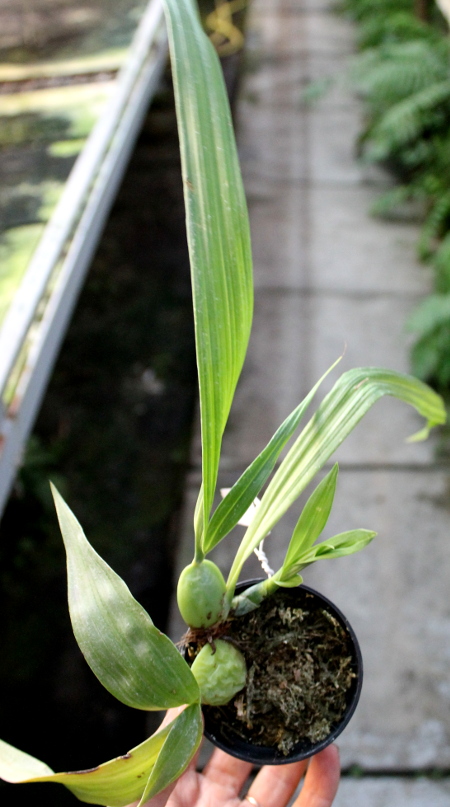 Lycaste dyeriana.JPG
