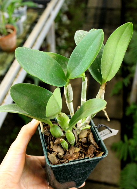 Cattlianthe White Bridal 'Yuki' (Cattleya Angelwalker x Cattlianthe Candy Tuft).JPG