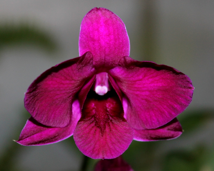 Dendrobium Red - Black.JPG