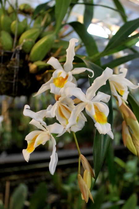 Coelogyne cristata 'maxima'.JPG