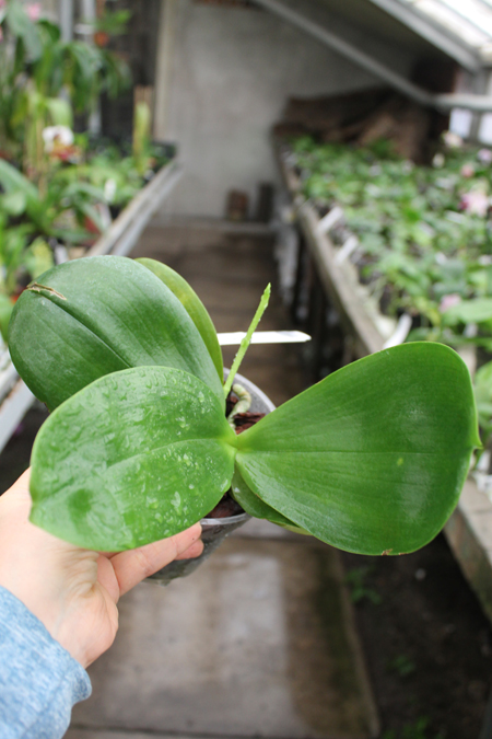 Phalaenopsis Fusheng's World 'FS'.jpg