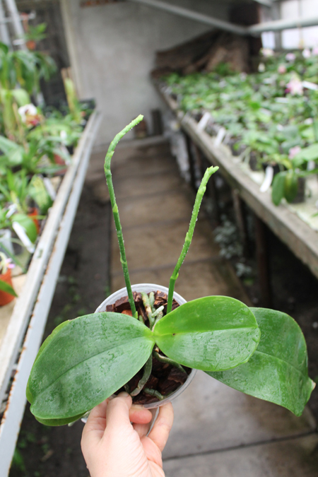Phalaenopsis Sogo Pony 'YS' (Ching Her Buddha x Sogo Kaiulani).jpg