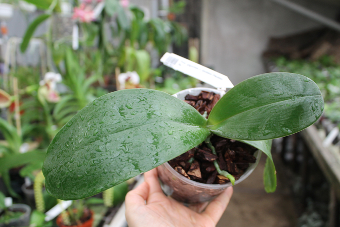 Phalaenopsis gigantea x Golden Peoker 'BL'.jpg
