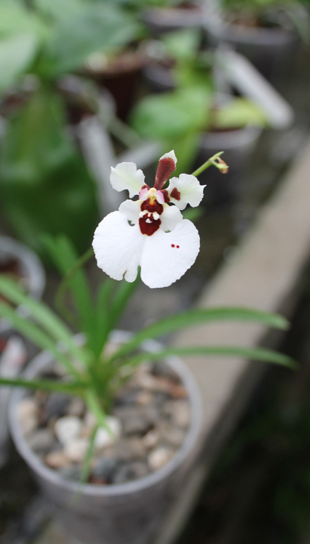 Oncidium (Tolumnia) hybrid.jpg