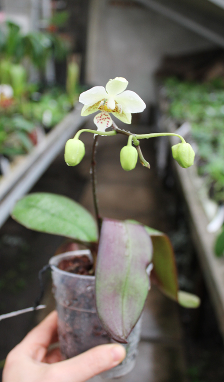 Phalaenopsis stuartiana.jpg