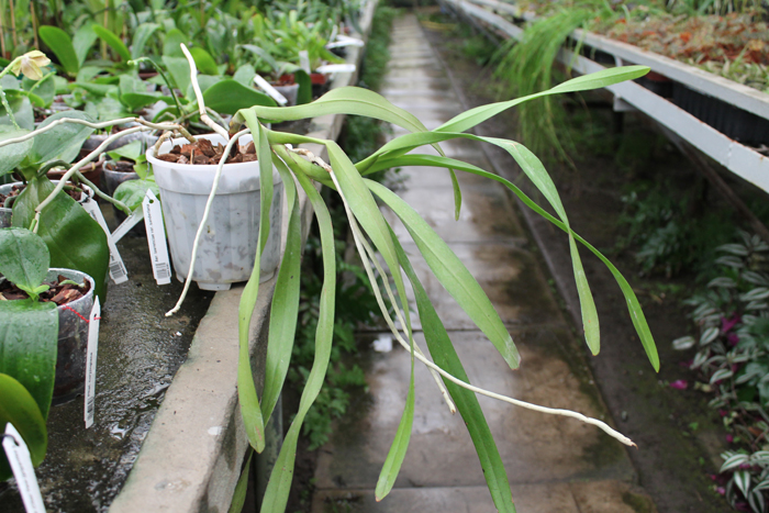 Aerides lawrenciae var sanderiana.jpg
