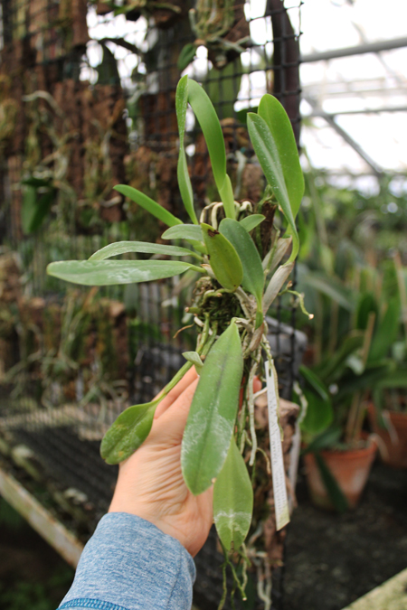 Laelia praestans 'Black Lip' XXX x Laelia praestans 'Daniel' XXX.jpg