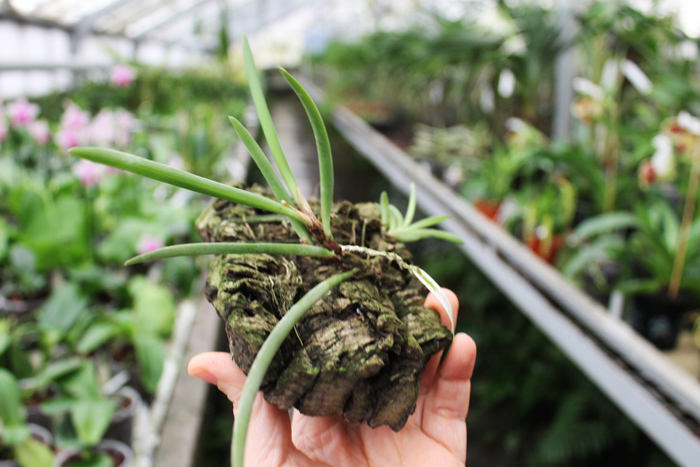 Ceratostylis philippinensis.jpg