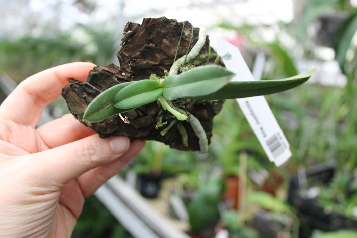 Amesiella monticola.jpg