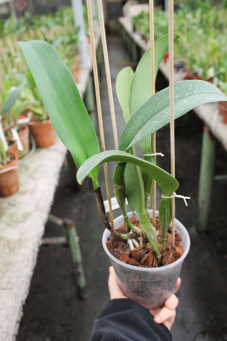Brassolaeliocattleya Chia Lin 'New City'.jpg