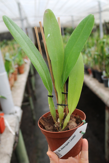 Brassolaeliocattleya Aloha Spirit 'Lenette'.jpg