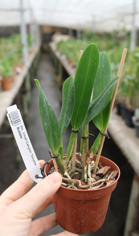 Brassolaeliocattleya Chief Canyon 'Double Bubble'.jpg