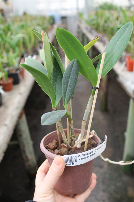 Cattleya Cantagalo (Pedra da Gavea x Kerchoveana).jpg