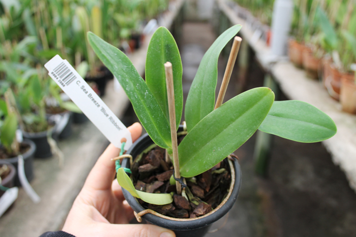 Cattleya Sea Breeze 'Blue Ribbon'.jpg