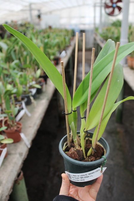 Laeliocattleya Bella var rubra.jpg