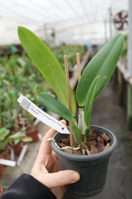 Laeliocattleya Chian-Tzy Angiekoh 'Four Season'.jpg