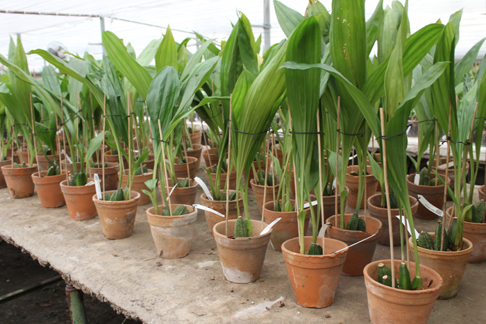 Angulocaste Red Jewel.jpg