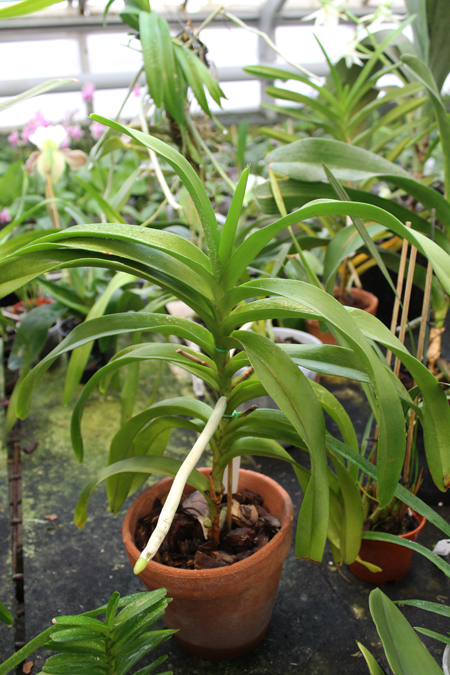 Aeridovanda Pothisarn.jpg