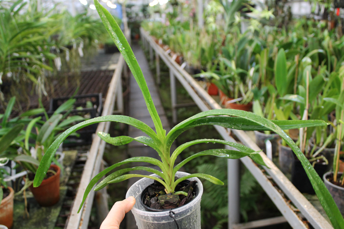 Vanda tricolor alba.jpg