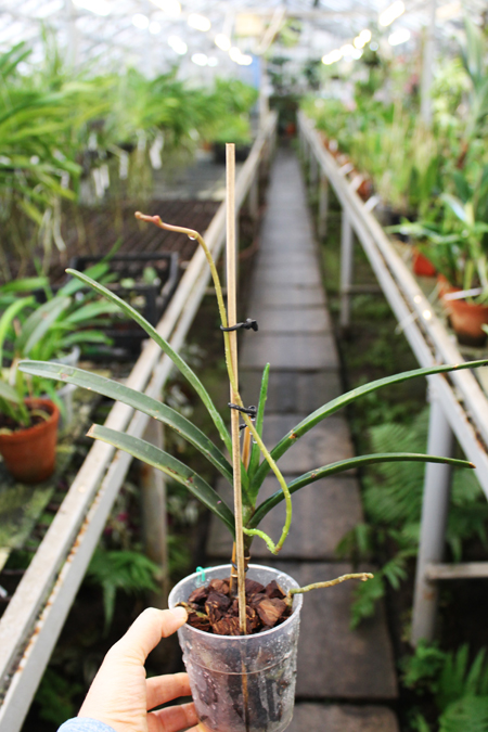 Renanthera matutina.jpg