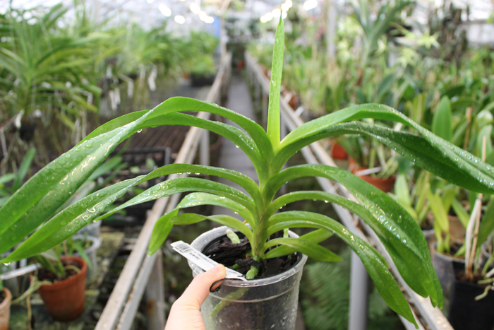 Vanda Herziana (coerulea x tricolor suavis).jpg