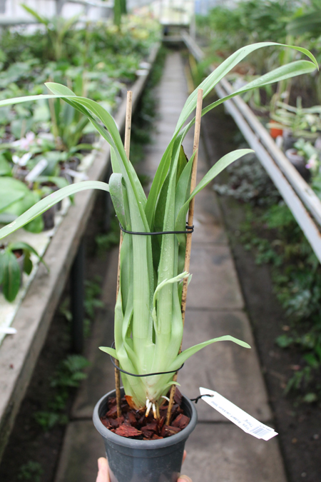 Miltoniopsis Robert Jackson 'Wild Thing'.jpg