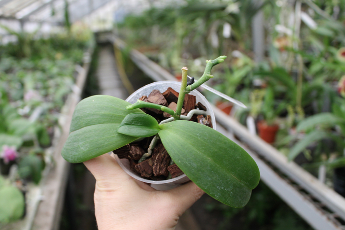 Phalaenopsis Meidarland Violacea Fanjocea 'MD' x Lea Maria Salazar.jpg