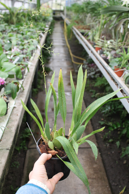 Miltonidium Rosy Sunset.jpg