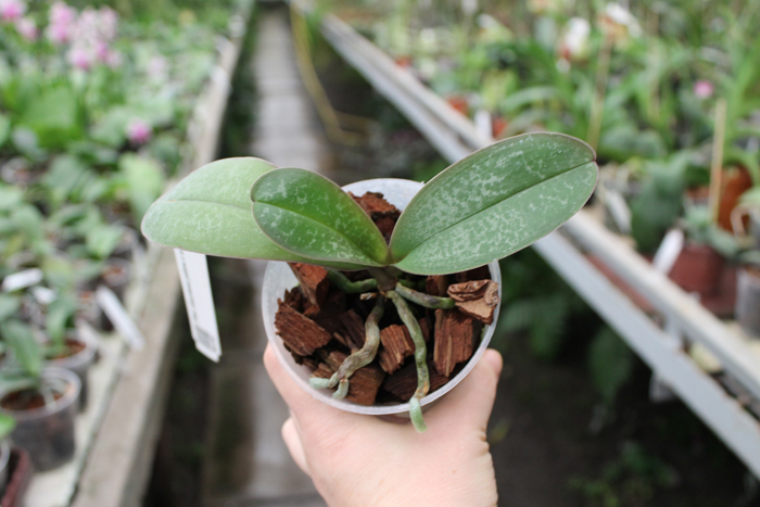 Phalaenopsis stuartiana yellow x sib.jpg
