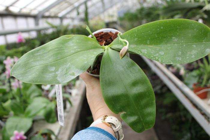 Phalaenopsis Jennifer Palermo (C1 type) x Phalaenopsis LD's Bear Queen.jpg