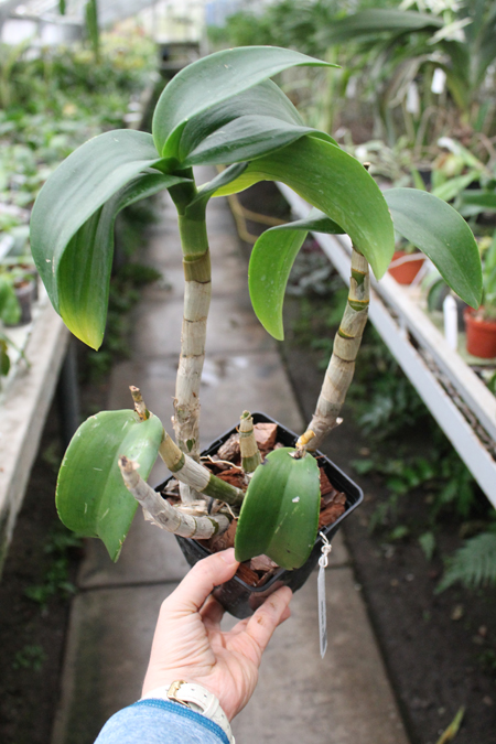 Dendrobium Jairak Splash.jpg