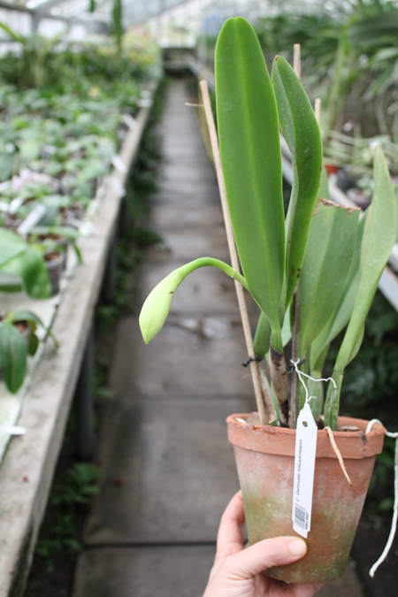 Cattleya Gertrude Hausermann.jpg