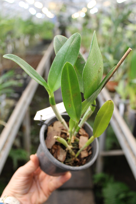 Cattleya Pradit Spot 'Black Prince'.jpg