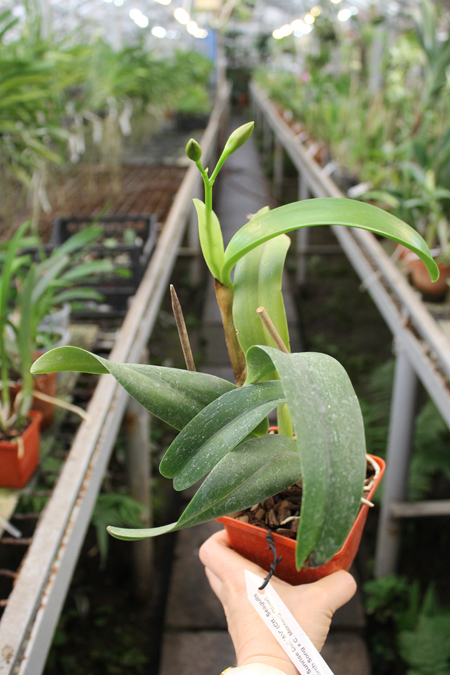 Cattlianthe Sunrise Doll 'AV'.jpg